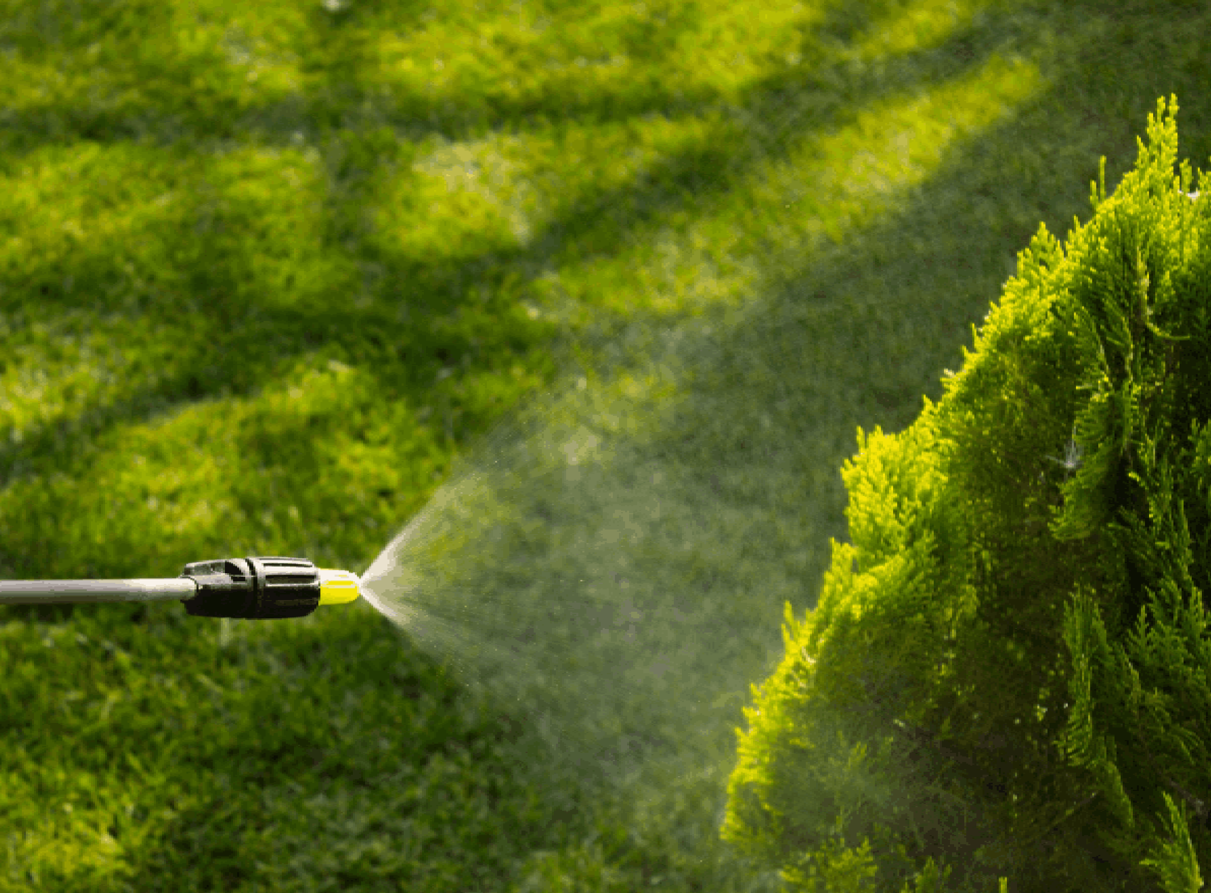 Gardener sprinkles young plum tree from pests and diseases with bottle sprayer. He holds sprayer in his hand<br />
